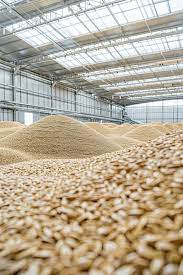Stored grains