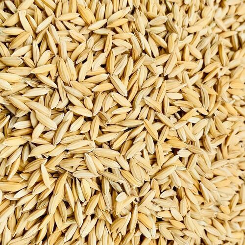 Unprocessed rice grain