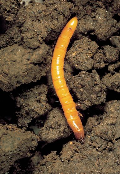 Wireworm
