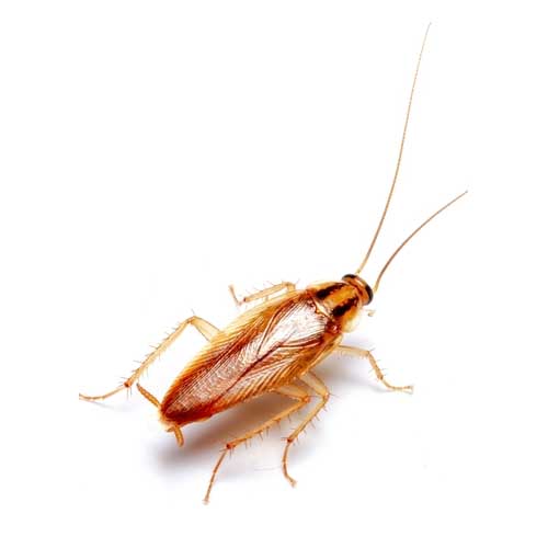 cockroach