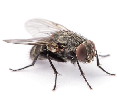 fly
