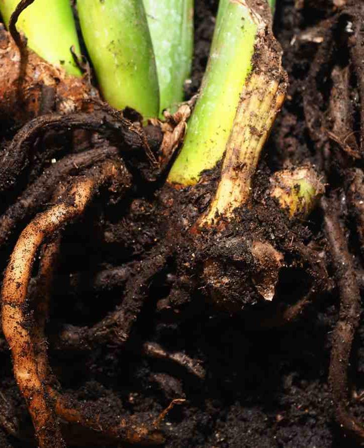 Root rot